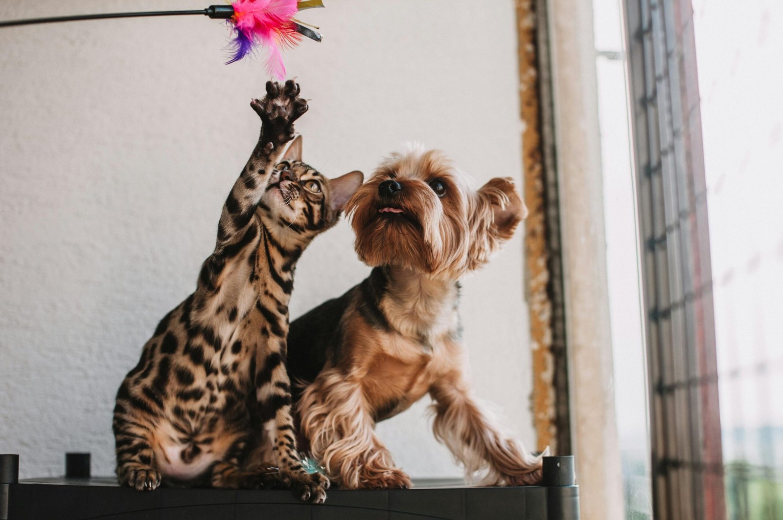 PERROS Y GATOS perro y gato jugando. Como mejorar el bienestar de mi perro o gato