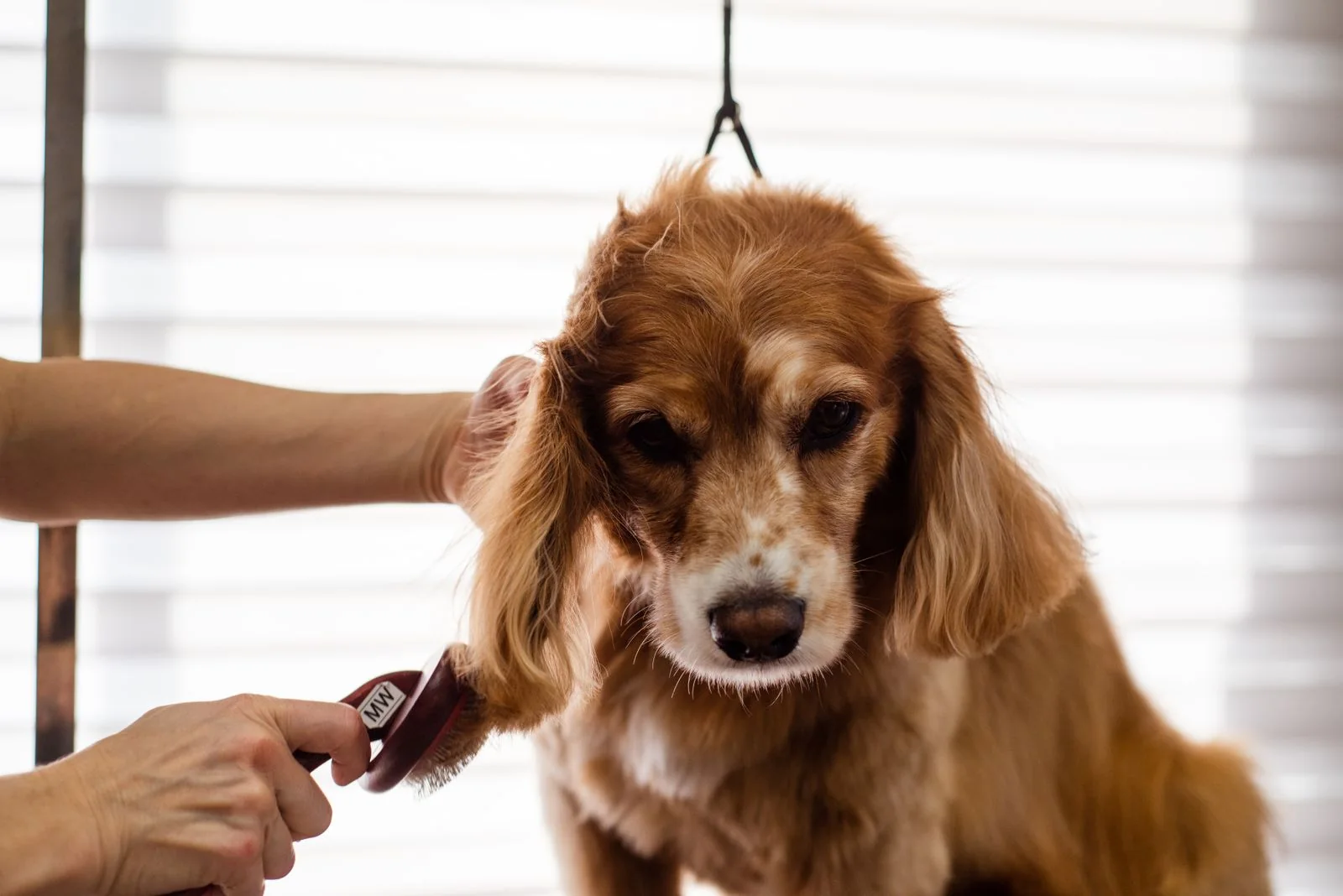 Qué se necesita para empezar en peluquería canina 4 Qué se necesita para empezar en peluquería canina: práctica de cepillado con un cocker