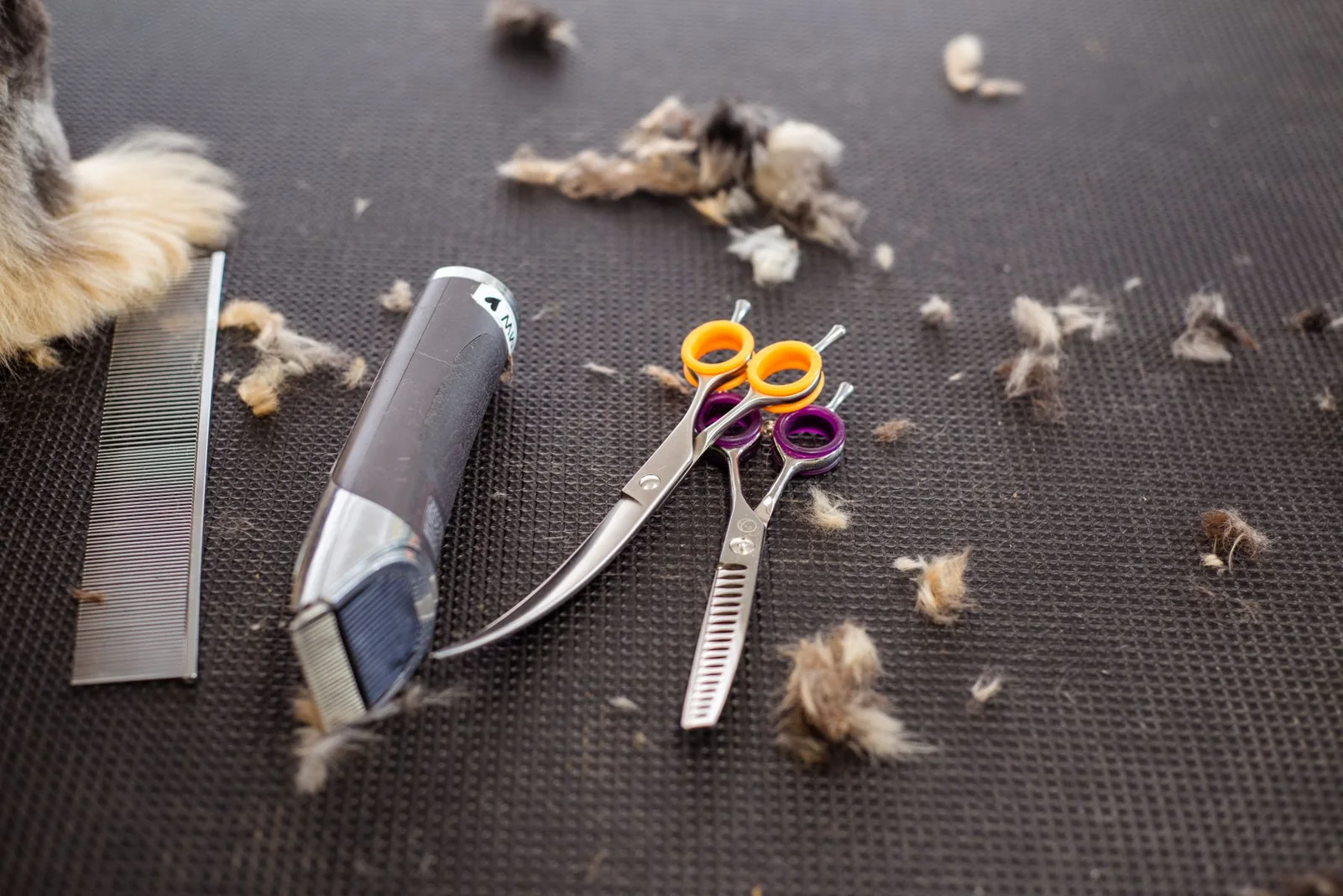 Peluquería para Perros — Master Class: opiniones antes de comprar 3 Tijeras, máquina y peine sobre una mesa de peluquería canina