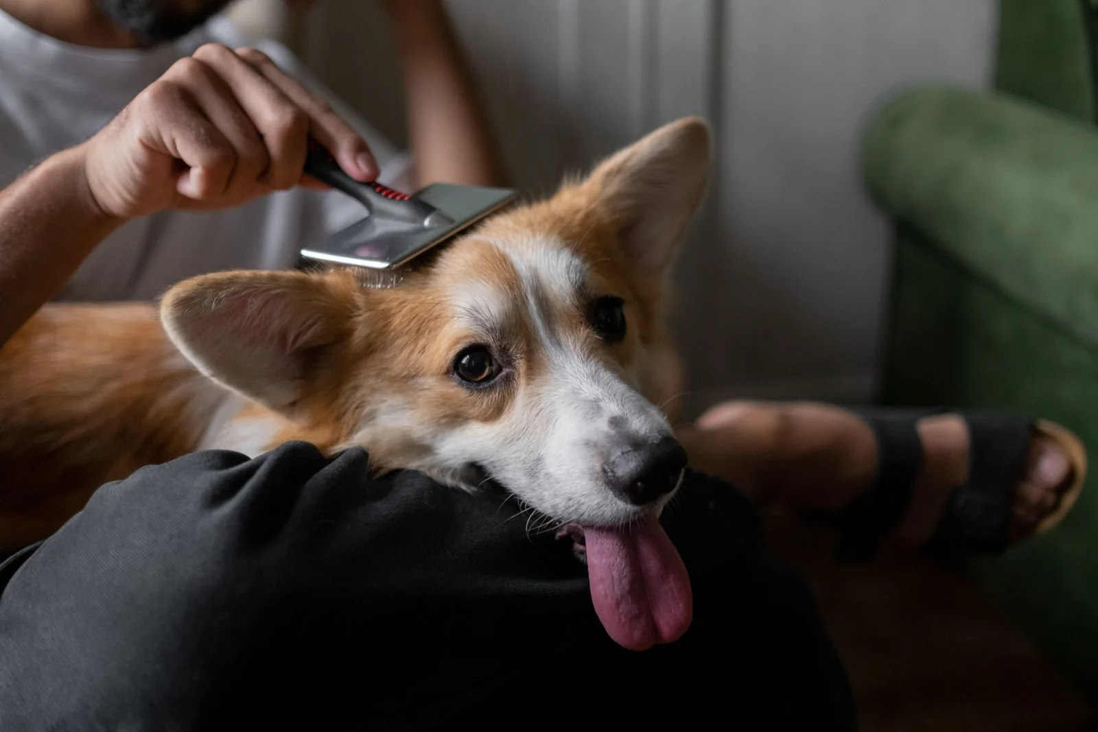 Peluquería para Perros — Master Class: opiniones antes de comprar 4 Persona cepilla con calma a un perro corgi en un entorno doméstico