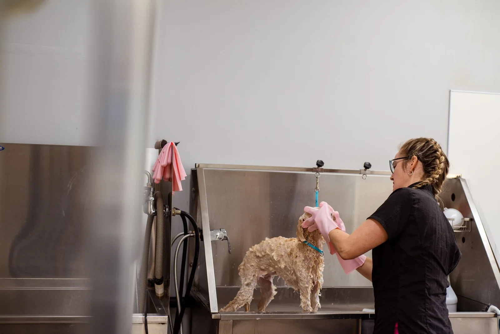Peluquería para Perros — Master Class: opiniones antes de comprar 2 Peluquería para Perros opiniones: profesional baña a un perro en una instalación canina