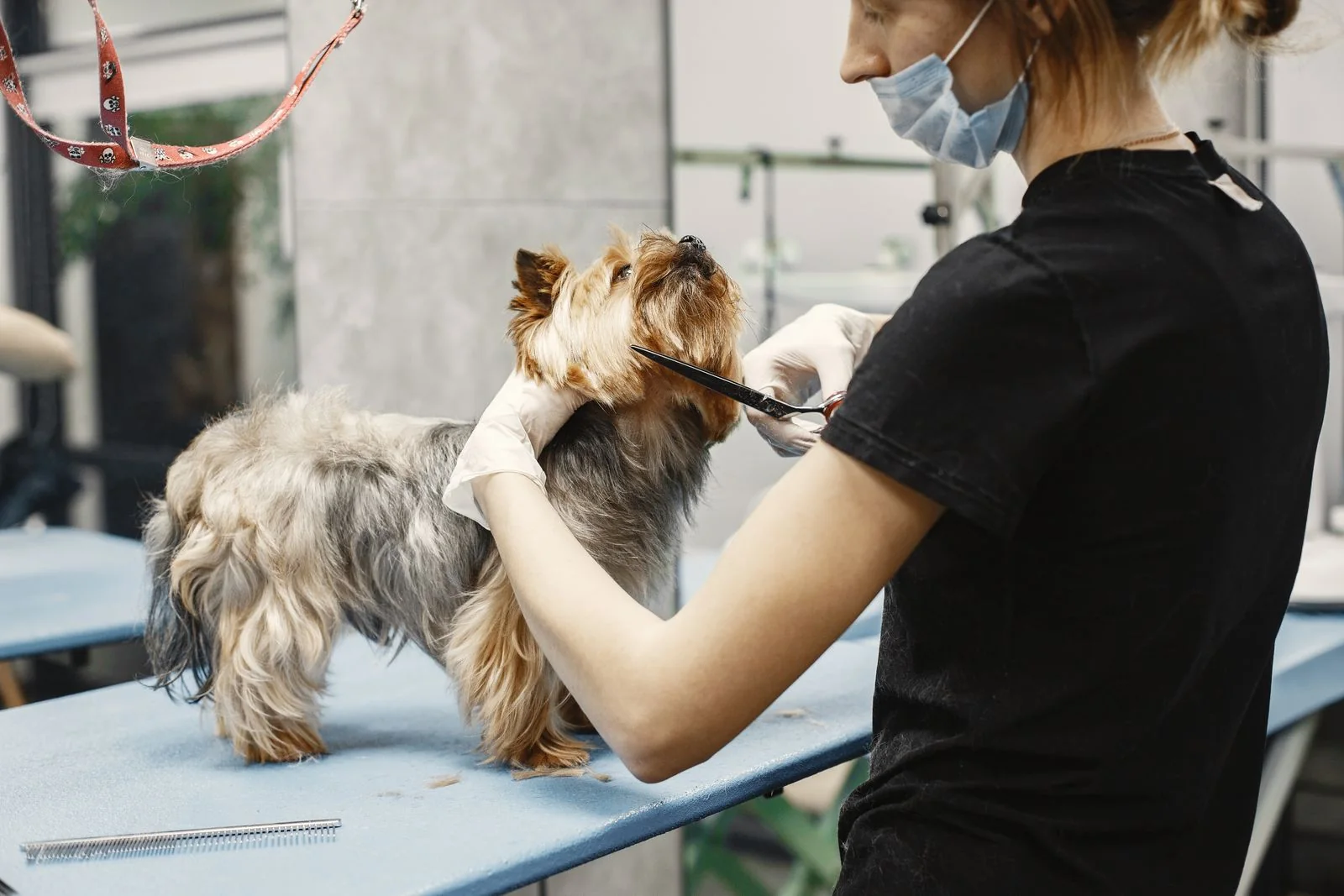 Peluquera canina recorta con cuidado el pelo de un Yorkshire sobre una mesa de trabajo