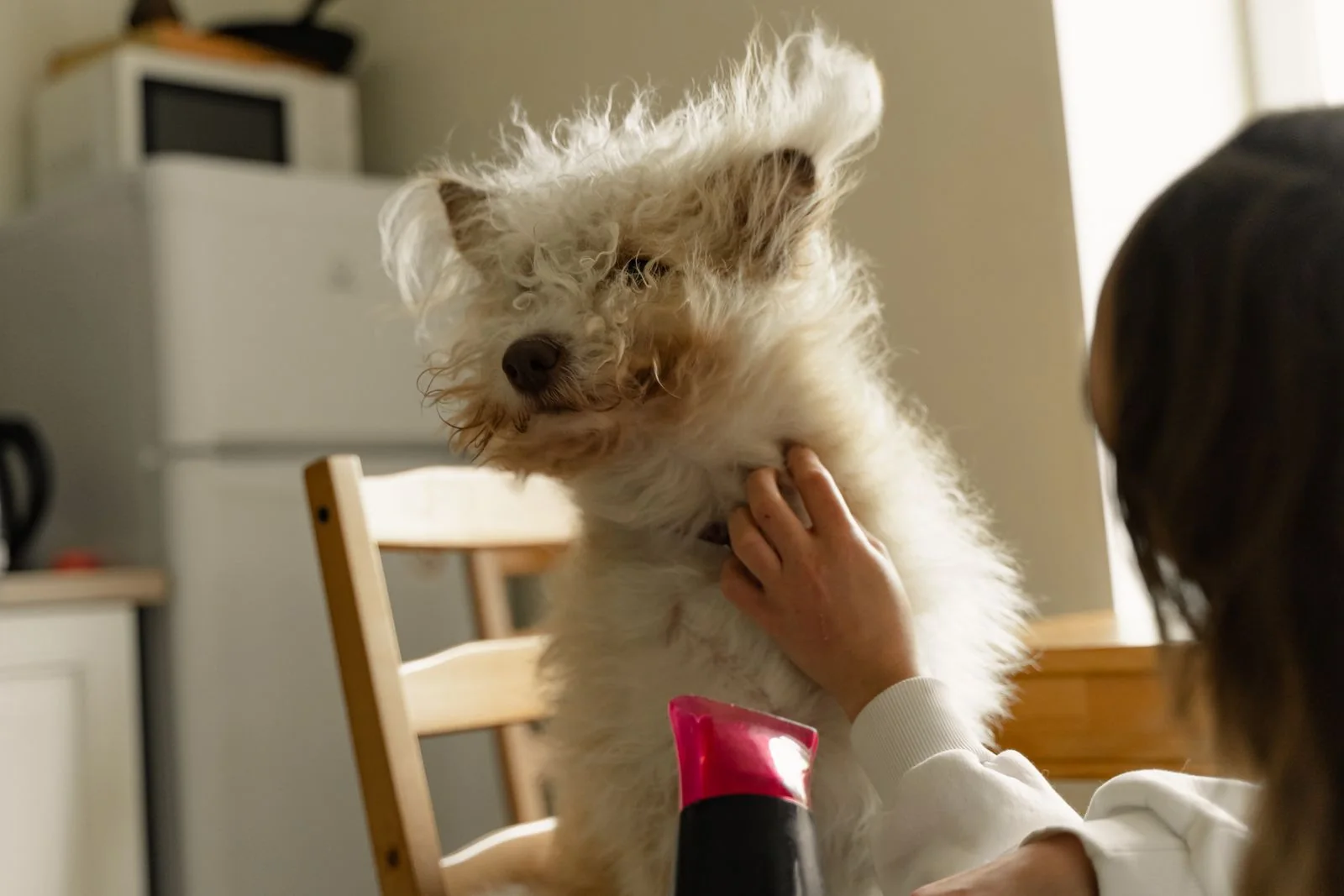 Qué se necesita para empezar en peluquería canina 5 Persona seca con cuidado a un perro pequeño después del baño